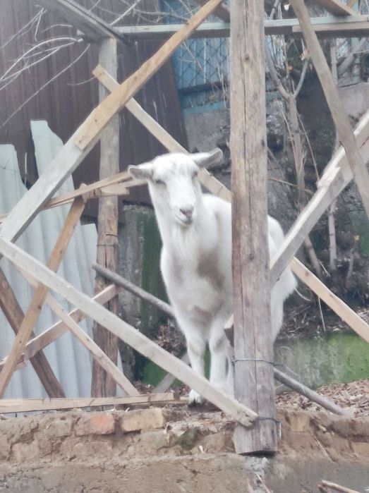 Орыс ешкіні сатамын