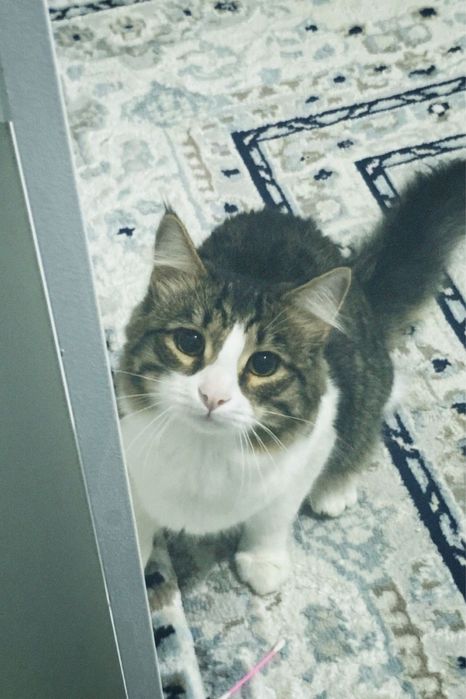 Мысық бесплатно