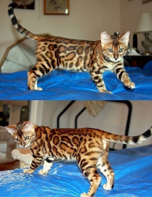 Кот и кошка бенгалы,продам