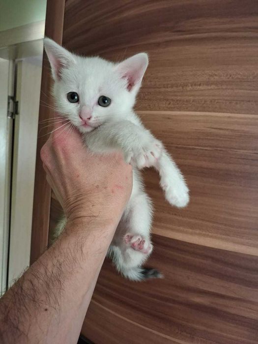 отдам котят добрым людям