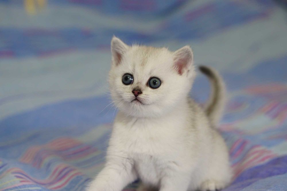 Британски Късокосмести котета