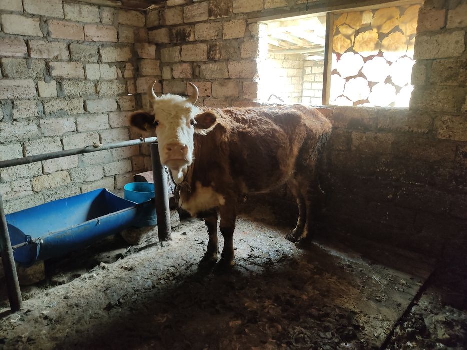 Қысыр жас сиыр сатылады