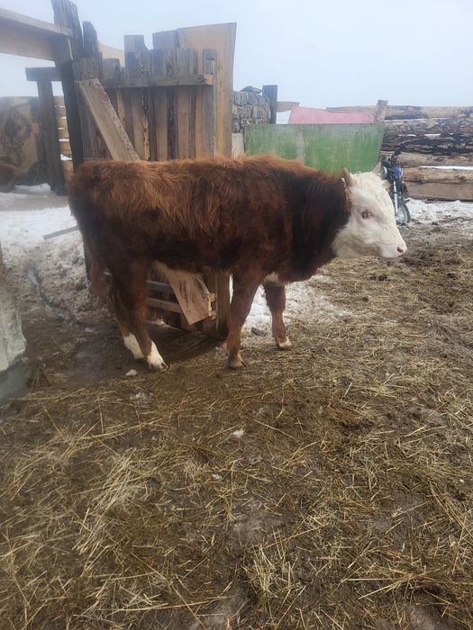 Бызаулар сатылады еркек