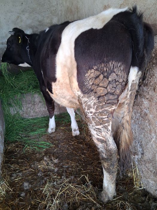 Vând două junici de rasă