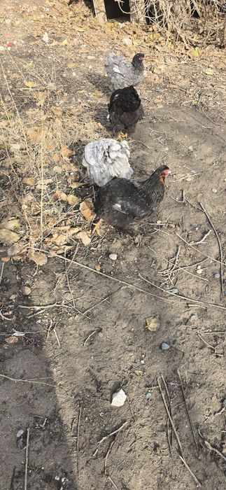 Продаётся куры породы брама