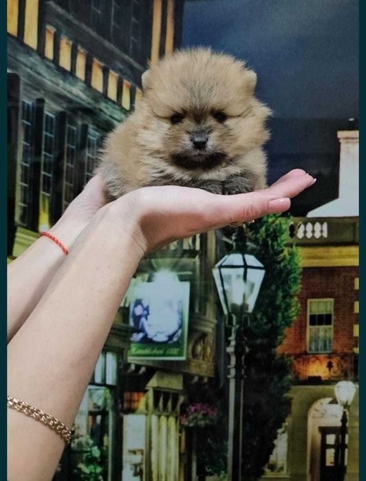 Продажа животных