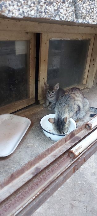 Подарявам Котета малки бебешоци