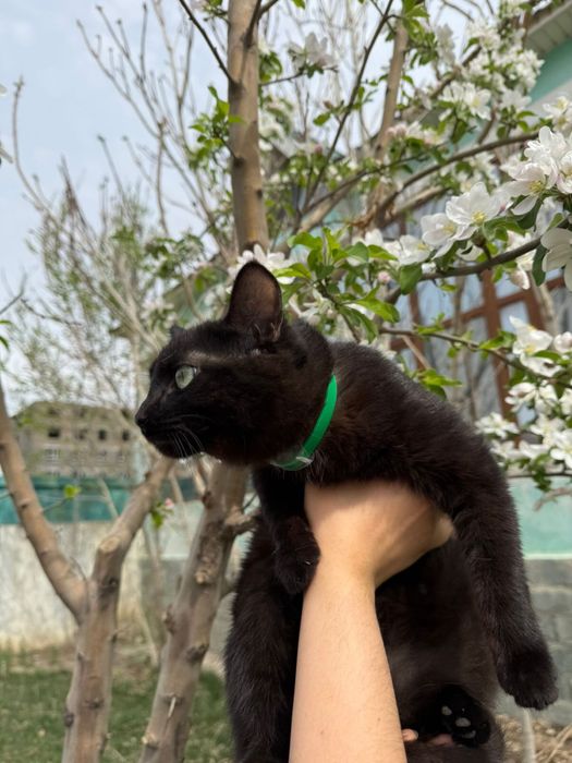 Отдам стерилизованную кошку