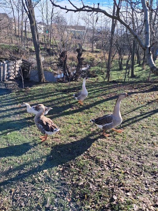 Gâște românești .