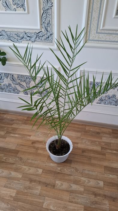 Продам пальму высота 1.22см