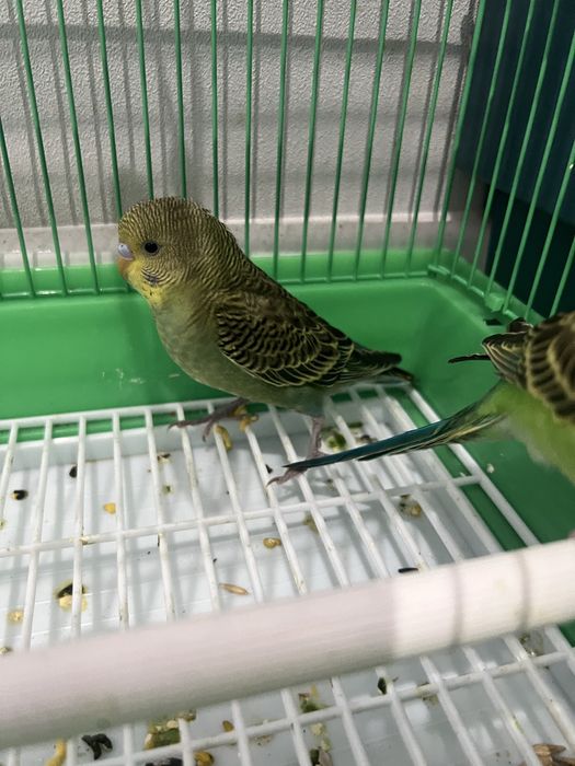 Попугай сатылады