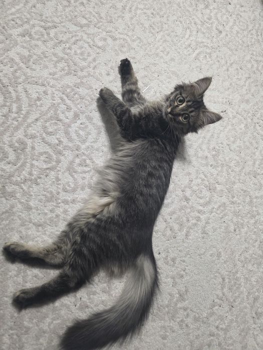 Отдам котёнка в добрые руки.