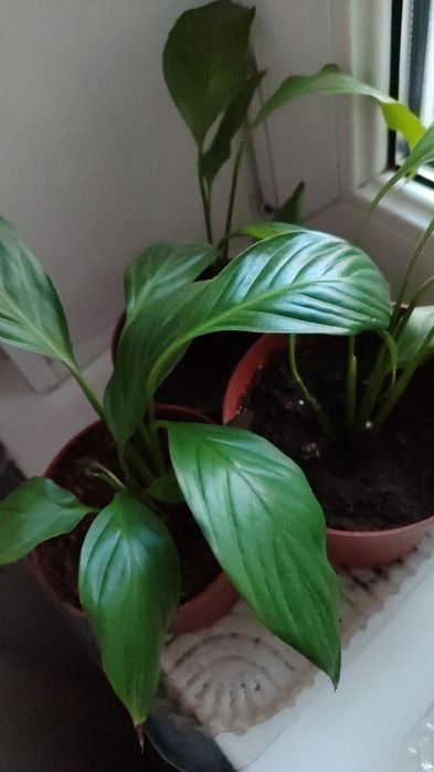 Ктенанта, Калитея, спатифиллум.