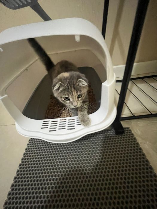 кошка шатланский