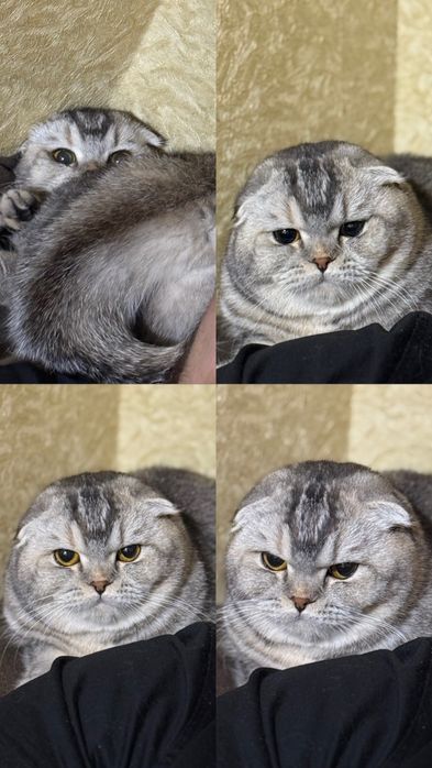 Элитная породистая кошка вислоухая скоттиш фолд серебристая девочка