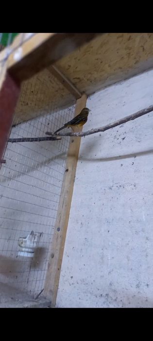 Канарейка продажа.