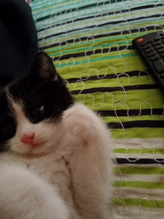 Отдам котёнка в хорошие руки