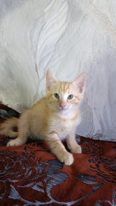 Отдам котят в хорошие руки