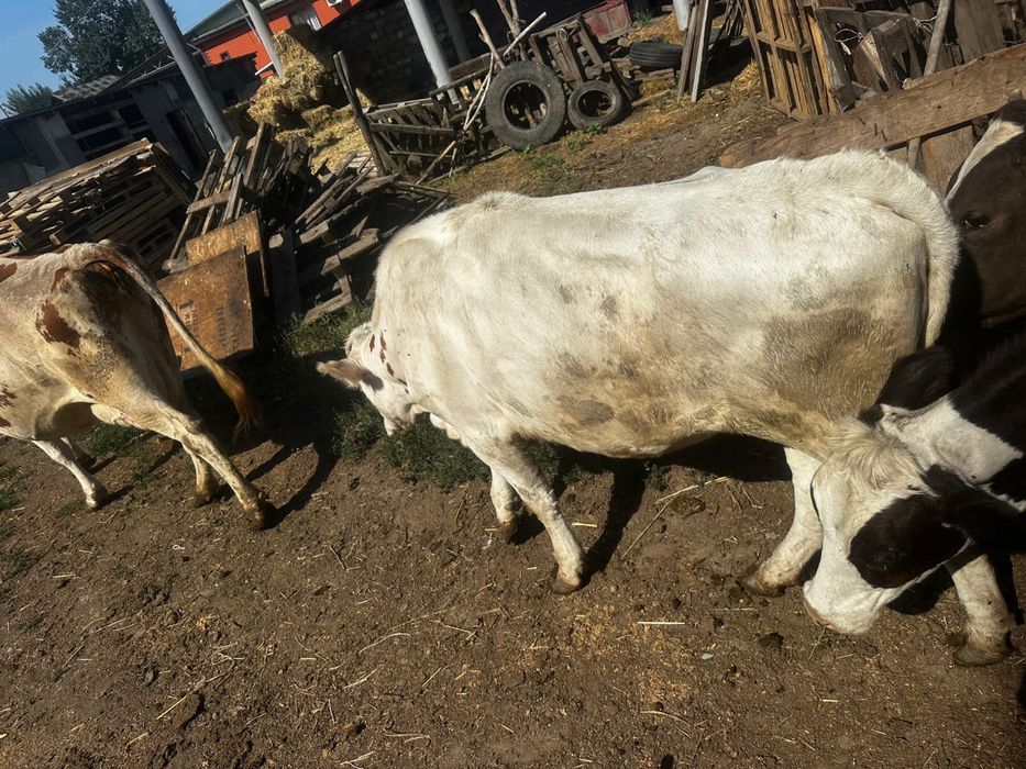 Коровы-молочные!