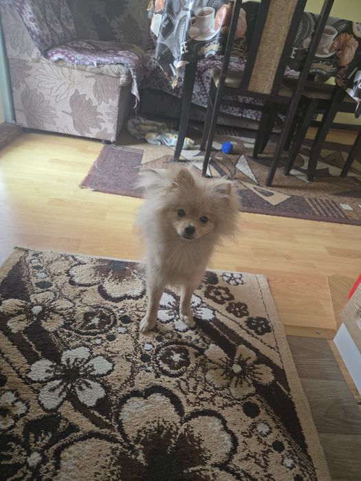 Продавам  мини шпиц