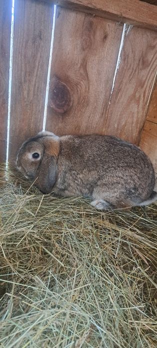 Iepurași cap de leu pitic și berbec german pitic