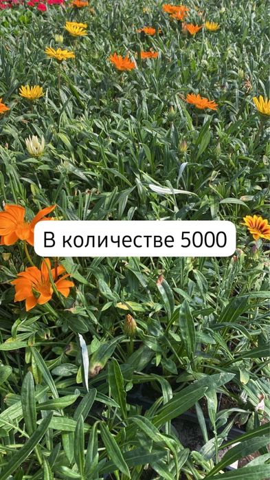 Цветы, Рассада, Ель, Сосны