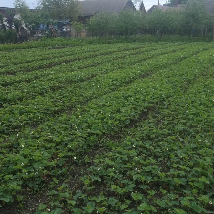 Stoloni căpșuni soiul Verdi