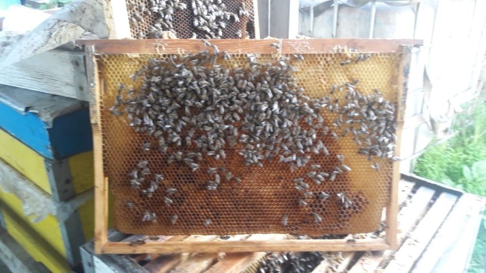 Рамки сушь для пчел