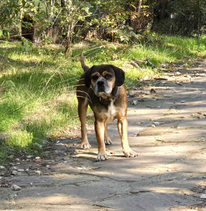 Куче търси своят човек