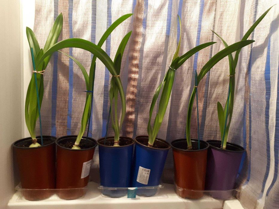 комнатные цветы гиппеаструм