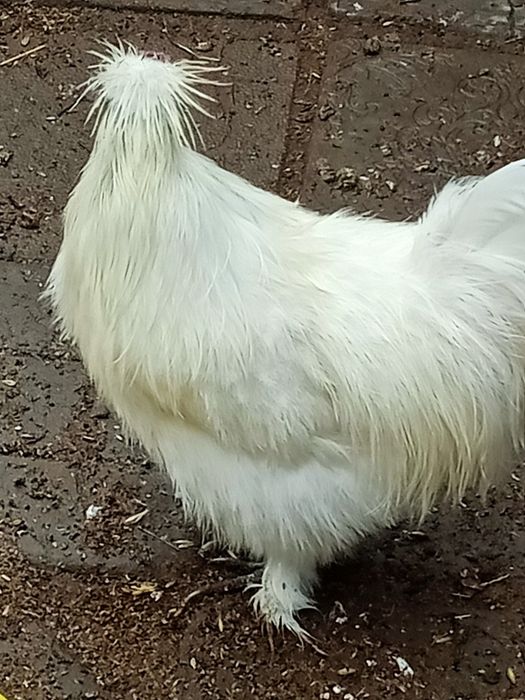 Продам китайских петушков