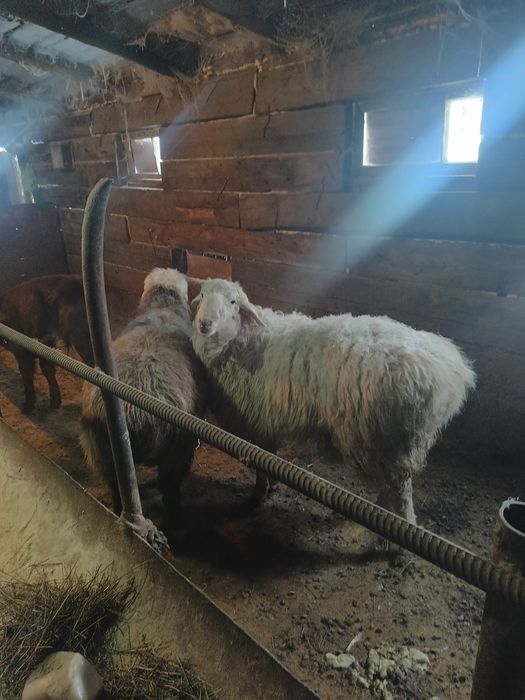 Продам қошқар на плем