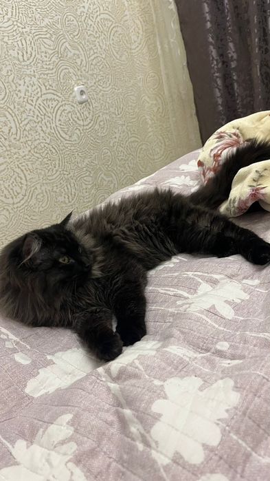 Отдадим котика в добрые руки!