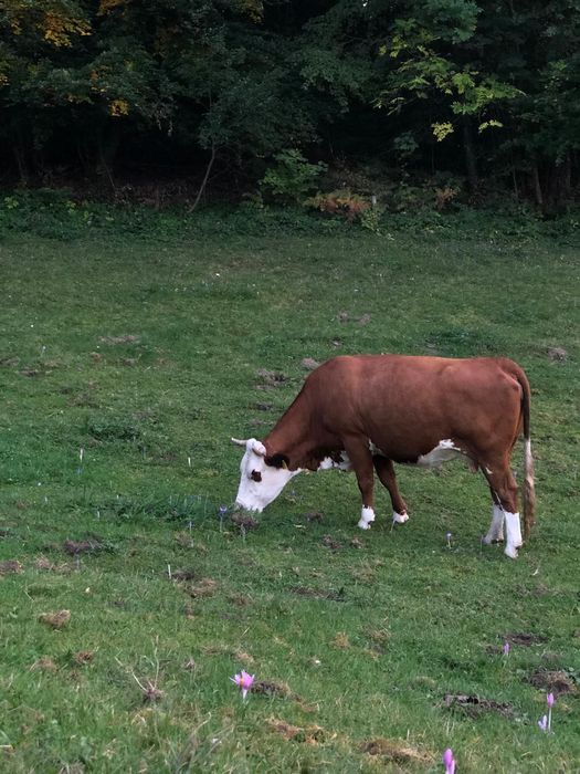 Vaca de vânzare .