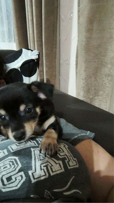 Продават се мини пинчери