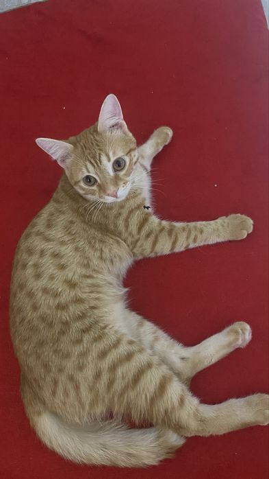 Отдам в добрые руки