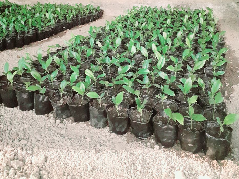 Magnoliya ko'chatlari bor