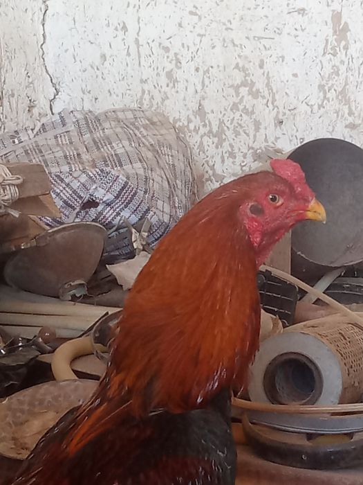 Дакан қораз сатылады