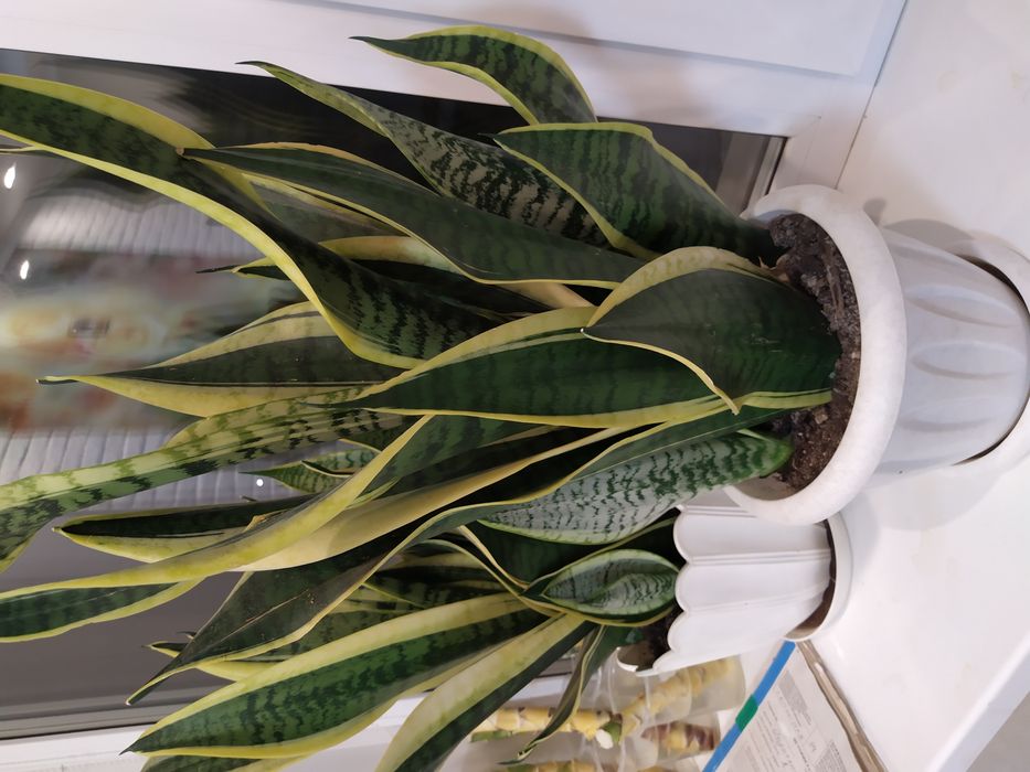 Продам комнатные большие цветы