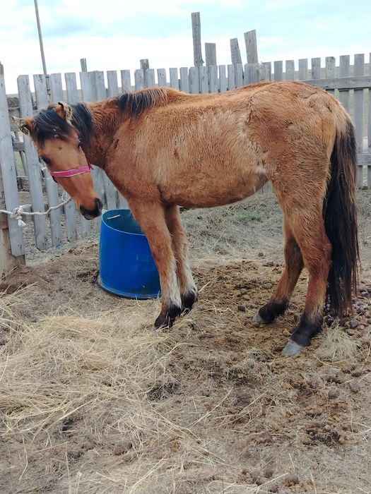 Байтал 24 жылғы сатылады