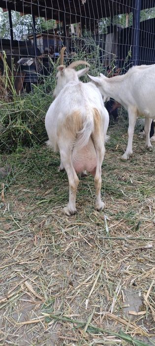 Продам дойную козу.