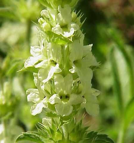 Мурсалски чай от Родопите с.Триград