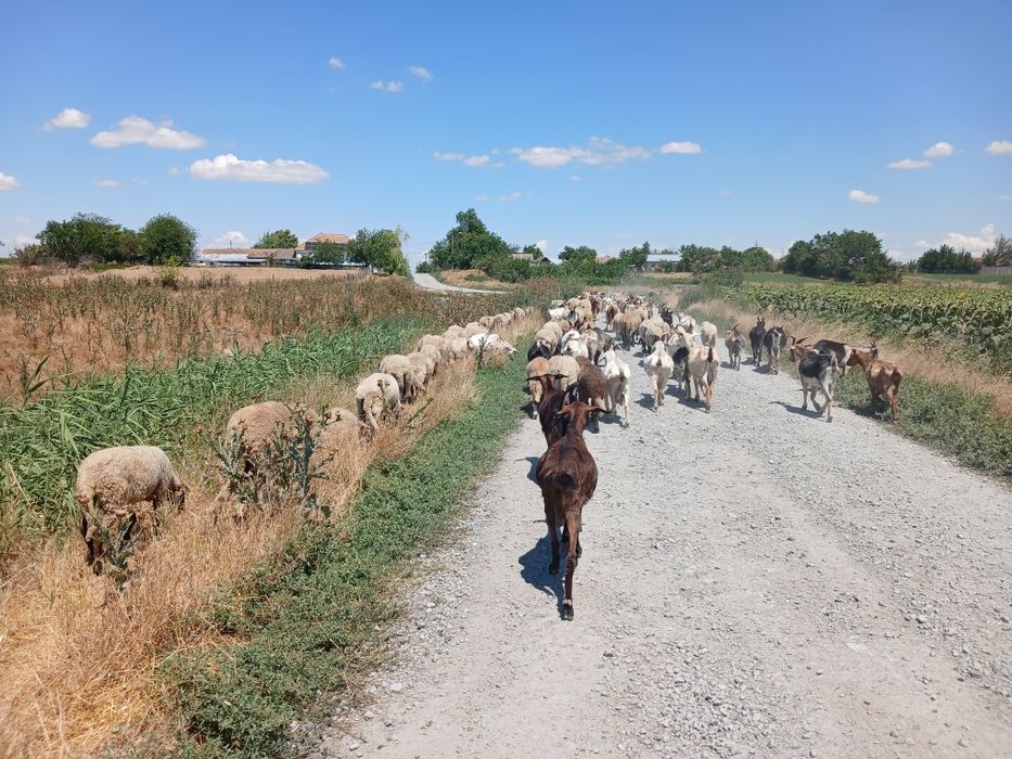 Vand capre si oi pentru taiere