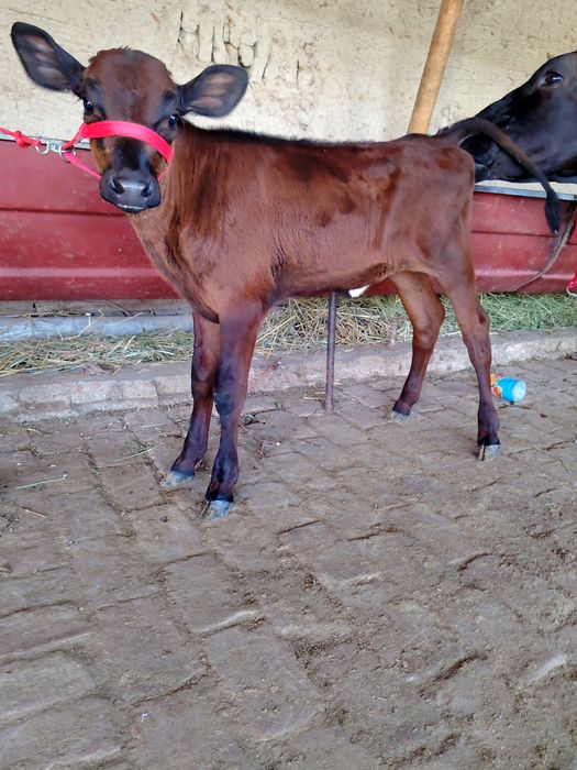 Ona bola sigir sotiladi 3-bolasi UDARi molni kavda katta ajayib