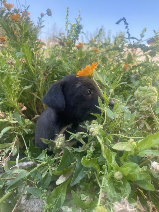 Спаниель щенок девочка