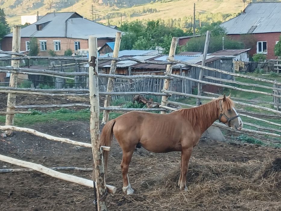Айғыр сатылады, продается жеребец