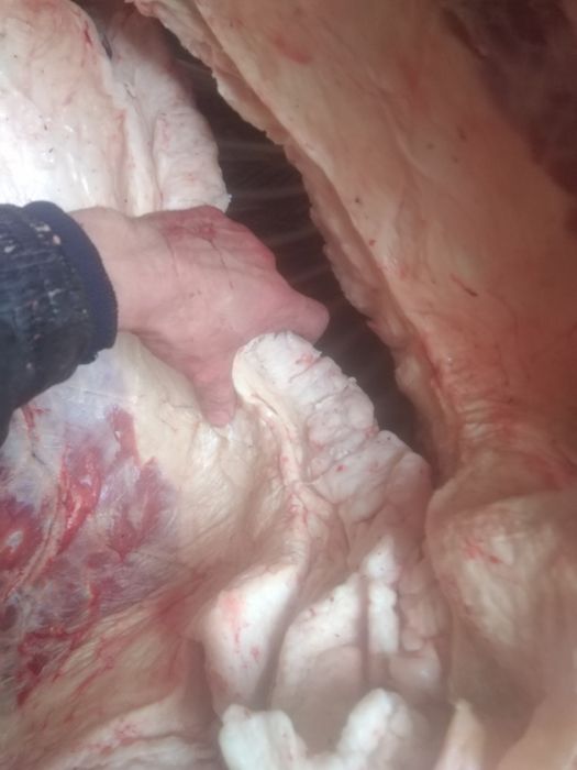 Продам жирных лошадей