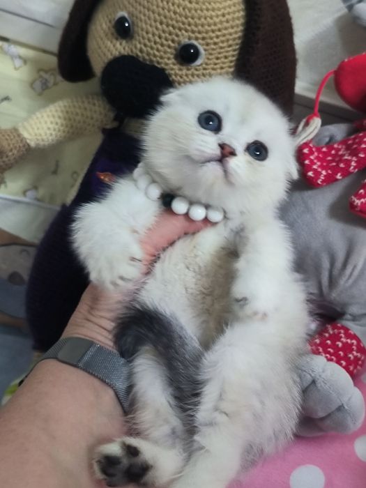 Шикарные чистокровные котята