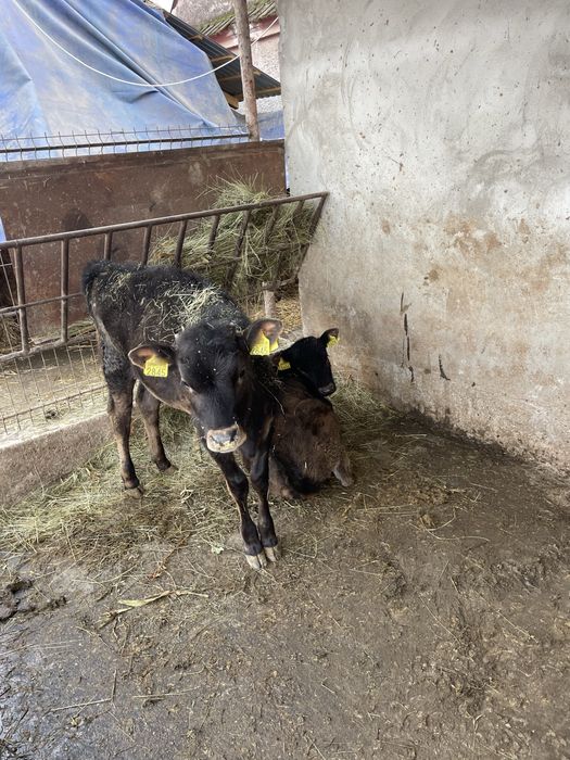 Vand vitel metis angus