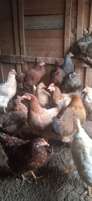 Товуклар сотилади